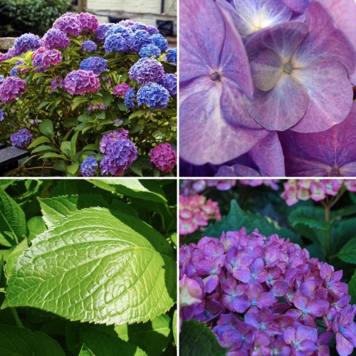 Hydrangea Hamburg x 1 Plant Pink Mauve Light Purple Flowering Mophead Shade Bush Shrubs Garden Hortensia macrophylla